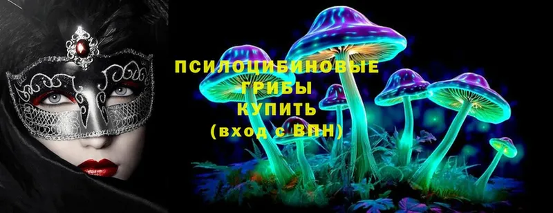 купить   Камызяк  Галлюциногенные грибы Psilocybe 